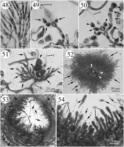 Figs. 48–54. Development of female structures in Actinotrichia robusta (#SLL NPPO-08-11-2001-1). Fig. 48. Carpogonial initial branch derived from the vegetative cortical filaments on the tip of a branch. Fig. 49. Young carpogonial branch showing the production of sterile branches (arrows) from the hypogynous cell. Fig. 50. Sterile filaments (arrows) produced from the upper portion of the basal cell. The sterile branches (arrowheads) from the hypogynous cell do not divide further. Fig. 51. The hypogynous cell and its derivatives (arrowheads) enlarge but do not develop further, while the sterile filaments (arrows) from the basal cell produce more filaments. Fig. 52. The sterile filaments (arrows) from the basal cell producing abundant filaments that surround the sterile branches (arrowheads) from the hypogynous cell. Fig. 53. Cross-section of a mature cystocarp with the pericarp (arrowheads) showing the intermixing of gonimoblast filaments and paraphyses (arrows). Fig. 54. Cystocarp showing details of the gonimoblast filaments and paraphyses (arrows). Abbreviations: b, basal cell; c, carpogonium; co, cortical cell; cp, carpospore; h, hypogynous cell; t, trichogyne.