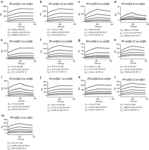 Figure 3. Surface plasmon resonance (SPR) binding kinetics with soluble integrin ectodomains. (a-m). Antibodies were captured on the surface with anti-Fc. Integrins in 10 mM HEPES pH 7.5, 150 mM NaCl, 1 mM MgCl2, 1 mM CaCl2, 0.05% Tween 20, and 0.5 mg/mL BSA were used at 0.78, 1.56, 3.12, 6.25, and 12.50 nM. SPR sensorgrams (thick gray lines) at each ectodomain concentration were globally fitted with 1 vs 1 Langmuir binding model for the on- and off-rates, kon and koff. KD values were calculated as koff/kon. Values are reported as means with standard deviations from three independent regions of interest (ROIs).