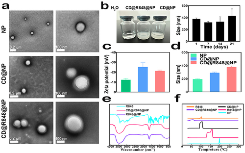 Figure 2 Characterization of CD@R848@NPs and other nanoparticles: (a) TEM images showing the morphology of NPs, CD@NPs, and CD@R848@NPs negatively stained with phosphotungstic acid (2% [wt/vol]). (b) Morphology of the three groups and micromorphology size stability of CD@R848@NPs over time in PBS buffer. n = 3. (c-d) ζ-potential and hydrodynamic diameters of the NPs, CD@NPs, and CD@R848@NPs evaluated by DLS. (e) FTIR spectra of R848, R848@NPs, and CD@R848@NPs. n = 3. (f) DSC spectra of R848, R848@NPs, and CD@R848@NPs. n = 3.