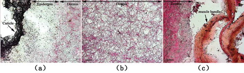 FIGURE 1 Light microscopy of the dermis from S. monotuberculatus stained with Van Gieson staining; a: outside edge of dermis; b: inner section of dermis; and c: inside edge of dermis. Scale bar = 50 um.