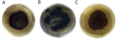 Figure 1. Culture morphology of H. werneckii MF135 (A), MF140 (B) and MF145 (C) isolates.