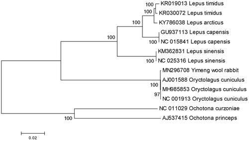 Figure 1. A phylogenetic tree constructed based on the comparison of complete mitochondrial genome sequences of the Yimeng wool rabbit (Oryctolagus cuniculus) and other five species of Leporidae family. They are Oryctolagus cuniculus (European rabbit), Lepus capensis (cape hare), L. sinensis (Chinese hare), L. timidus (moutain hare), L. arcticus (arctic hare). Ochotona princeps and Ochotona curzoniae are using as an outgroup. Genbank accession numbers for all sequences are listed in the figure. The numbers at the nodes are bootstrap percent probability values based on 1000 replications.