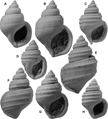 Fig. 11  Pelicaria vermis (Martyn). (A) holotype of Struthiolaria convexa Marwick, TM5763, GS1089, V21/f8482, Olrig Station, Okauawa Stream, Kereru Road, central Hawke's Bay, late Nukumaruan; height 42.9 mm. (B) “vermis/convexa form”, GS13709, S22/f023, Kupe Formation (Castlecliffian, OIS 17), Whangaehu Valley Road, E of Wanganui; height 51.1 mm. (C) holotype of Pelicaria wellmani Neef, TM4888, T24/f8022, Marima Sandstone (early Nukumaruan), Mangahao River upstream from Mangahao bridge, N Wairarapa; height 40.3 mm. (D) holotype of Struthiolaria media Marwick, TM7884, GS81, U26/f6446, Castlepoint, E Wairarapa, early Nukumaruan; height 35.8 mm. (E) nodulose Tainui Shellbed form, GS4022, R22/f6360, Tainui Shellbed (Castlecliffian, OIS 13), head of “the pinnacles” gully, Castlecliff; height 52.7 mm. (F) RM5559, Recent, deep-water “tricarinata form”, trawled off Castlepoint, E Wairarapa, 300-350 m; height 45.8 mm. (G) holotype of Pelicaria rotunda Vella, TM8587, S27/f7519, Whakarua Stream, Whangaehu River, S Wairarapa, early Nukumaruan; height 44.1 mm. (H) holotype of Pelicaria mangaoparia Vella, TM8584, GS2626, S27/f8465, Mangaopari Mudstone (early Nukumaruan), Mangaopari Stream, upstream from junction with Makara River, S Wairarapa; height 35.9 mm.