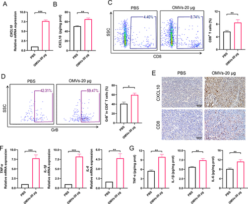 Figure 5 Pd-OMVs promoted the expression of CXCL10 subsequently recruiting CD8+ T cells to enhance the antitumor immune response. (A) The mRNA expression of CXCL10. (B) The protein expression of CXCL10. (C) CD8+ T cells in tumor tissues. (D) GrB+CD8+ T cells in tumor tissues. (E) IHC images of CXCL10 and CD8. (F) The mRNA expressions of TNF-α, IL-1β and IL-6. (G) The protein expressions of TNF-α, IL-1β and IL-6. Data are presented as the mean ± SEM (n = 6). *p < 0.05, **p < 0.01, ***p < 0.001.
