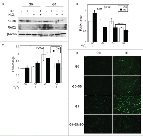Figure 6. ROS induces dephosphorylation of P38 MAPK. (A) Phosphorylated P38 MAPK and RAC expression when the cells were treated with excess H2O2. (B, C) Grayscale analyses of P38 MAPK (B) and RAC2 (C). (D) ROS concentration when the cells were treated with IR with or without SB230580. DMSO was used as positive control. Error bars denote the mean ± SE derived from 3 independent experiments.