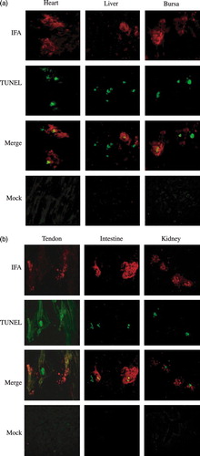 Figure 3.  Dual-labelling assay for ARV antigens and apoptosis in ARV-infected tissue sections. Apoptosis induced by ARV in chicken tissues, heart, liver, and bursa (3a) and in tendon, intestine, and kidney (3b) was detected by dual-labelling assay. Extensive syncytium formation was observed in chicken tissues infected with ARV S1133. The dual-labelling (IFA; red) and (TUNEL; green) results (merge) were obtained by SPOT software version 4.5. Mock-infected chicken tissues (mock) were used as negative controls and showed no signals.