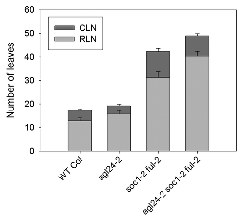 Figure 2.agl24–2 enhances the late-flowering phenotype of soc1–2 ful-2 double mutants. Flowering time of plants grown under LDs. CLN, cauline leaf number; RLN, rosette leaf number. Error bars represent standard deviation. At least 8 plants were used to score flowering time of each genotype.