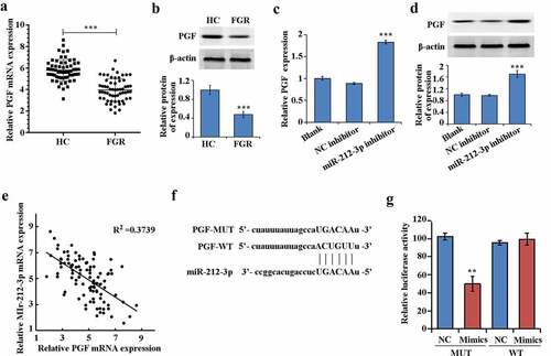 Figure 4. miR-212-3p can target and regulate PGF