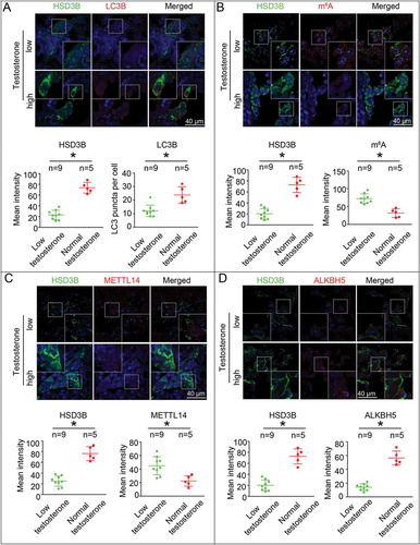 Figure 5. Upregulated m6A levels were observed in Leydig cells (LCs) from azoospermia or oligospermia patients with lowered levels of serum testosterone. (A) The expression of LC3B in LCs at 6 h was examined by immunofluorescence staining, and the average LC3B puncta number per cell was quantified. (B) m6A levels in LCs were assessed by immunofluorescence assay. (C and D) The protein levels of METTL14 and ALKBH5 in LCs were determined by immunofluorescence staining. Data are presented as means ± SEM. *P < 0.05