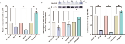 Figure 5. Effects of SinHIF-1α and miR-2013-3p on mRNA expression and enzyme activity of SinGDH in coelomocytes of Strongylocentrotus intermedius. (a) and (b) Effects of SinHIF-1α and miR-2013-3p on SinGDH mRNA and protein expression. (c) Effects of SinHIF-1α and miR-2013-3p on total SinGDH enzyme activity. NC-RNAi: negative control of SinHIF-1α silencing (RNAi) group: NC: negative control of miR-2013-3p overexpression (agomir) group; NC-inhibitor: negative control of miR-2013-3p inhibition (antagomir) group. * represents P < 0.05; ** represents P < 0.01; n = 3.