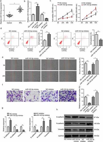 Figure 1. MiR–143–3p is lifted in RPL and impairs the biological functions of trophoblastic cells. (a) Relative miR–143–3p expression in placental tissues from RPL patients (n = 28) and normal pregnant women (n = 28) was detected by RT-qPCR. (b) miR–143–3p expression in HTR8/SVneo cells transfected with NC mimics, NC inhibitor, or miR–143–3p inhibitor was detected by RT-qPCR. (c) The cell viability of transfected HTR8/SVneo cells was analyzed by CCK-8 assay at different time points. (d) The apoptosis condition of transfected HTR8/SVneo cells was analyzed by flow cytometry assay. (e) The migration capability of transfected HTR8/SVneo cells was analyzed by wound healing assay. (f) The invasion capability of transfected HTR8/SVneo cells was analyzed by transwell assay. (g and h) The mRNA or protein expression level of EMT markers (E-cadherin, vimentin, and N-cadherin) in transfected HTR8/SVneo cells was determined by RT-qPCR or western blotting. Data are shown as the mean ± SD (n = 3). *P < 0.05; **P < 0.01