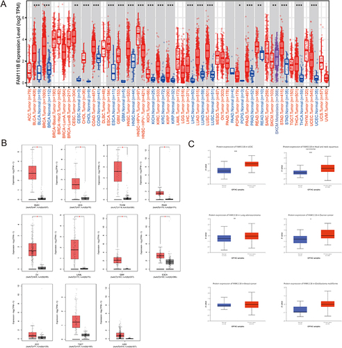 Figure 1 Comparison of FAM111B expression in different tumors and adjacent normal tissues. (A)The expression level of FAM111B in different tumors or their subtypes and corresponding normal tissues was analyzed using the TCGA dataset. (B)The expression status of FAM111B in various tumors in the TCGA dataset was examined by including relevant normal tissues from the GTEx database as controls. (C)The expression of FAM111B in total protein between primary tumor and normal tissues of six different cancers was analyzed based on the CPTAC dataset. *P < 0.05, **P < 0.01, ***P < 0.001.