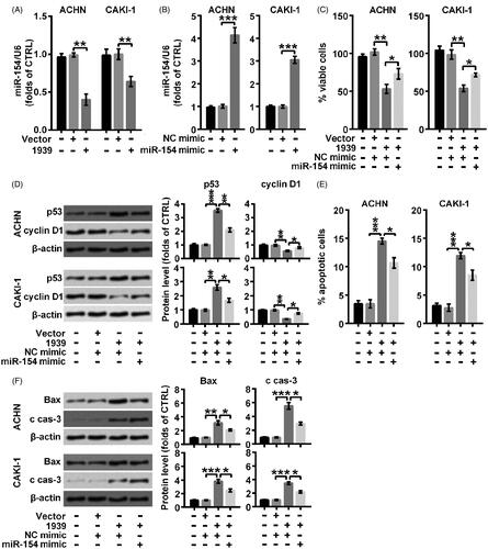 Figure 3. LINC01939 promoted apoptosis process via controlling the abundance of miR-154. (A) ACHN and CAKI-1 cells were transfected with the empty vector pcDNA3.1 (Vector) or pcDNA3.1-LINC01939 (1939) as indicated. miR-154 was examined through qRT-PCR. (B) ACHN and CAKI-1 cells were transfected with NC (negative control) mimic or miR-154 mimic as indicated. The expression of miR-154 was examined through qRT-PCR. ACHN and CAKI-1 cells were transfected with pcDNA3.1-LINC01939 and miR-154 mimic. (C) Viability was valued through CCK8 assay. (D) Western blotting assay of proliferation related proteins p53 and cyclin D1 was carried out. (E) Apoptotic cells were examined through flow cytometry. (F) Western blotting assay of apoptosis related proteins Bax and cleaved caspase-3 (c cas-3). Quantifications were expressed as means of three independent experiments ± SD. *p < .05, **p < .01, ***p < .001.