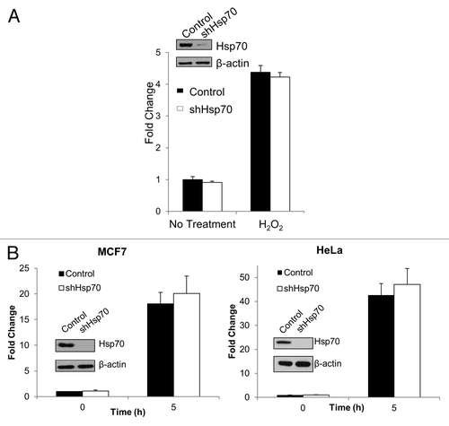Figure 3. Hsp70 knockdown does not activate stress-sensitive transcription factors, NRF2 or HSF1. (A) Depletion of Hsp70 does not activate NRF2 luciferase reporter. Left panel: luciferase activity was measured at baseline or following hydrogen peroxide treatment (300 μM, 6 h) in MCF7 cells to mimic increased oxidative stress and normalized to baseline control. The means and ± SEM of 3 experiments are shown. (B) Depletion of Hsp70 does not activate Hsf1 luciferase reporter. Luciferase activity was measured at baseline (0 h) or 5 h after heat shock (45 °C, 10 min) and normalized to baseline control. Left panel: MCF7 cells. Right panel: HeLa cells. The means and ± SEM of 3 experiments are shown.