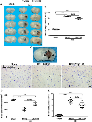 Figure 2 MK3102 reduced hematoma size and improved functional recovery after ICH. (A) Representative photographs of coronal sections of brain tissue at 3 days after ICH. Scale bar, 1 mm. (B) Quantitative analysis of hematoma volume. n = 5 per group. (C) Representative microphotographs of Nissl staining in the perihematomal area. Scale bar, 20 μm. The small black squares in the coronal section of brain indicate the area where microphotograph was taken. (D) Quantitative analysis of Nissl positive cells in the perihematomal area at 3 days after ICH. n = 5 per group. (E) Quantitative analysis of neurological scores at 3 days after ICH. n = 10 per group. All data are displayed as mean ± SD. The difference between groups was analyzed using One-way ANOVA test. ***p<0.001, ****p<0.0001 compared with sham group. ###p<0.001, ####p<0.0001 compared with the ICH + DMSO group.