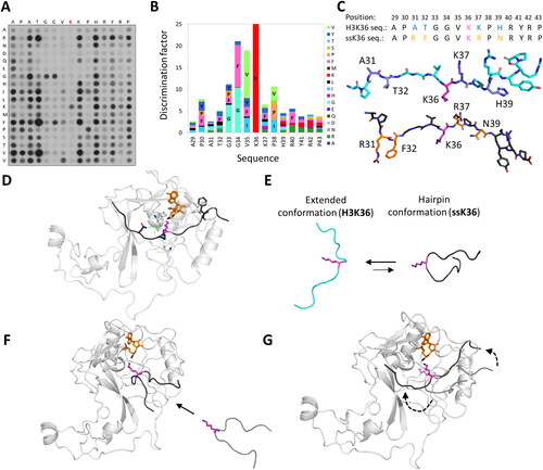 Figure 6. SETD2 has a ∼ 100-fold higher activity towards an artificially designed ssK36 peptide substrate. A| SPOT peptide array with the 15-residue long H3K36 peptide sequence as starting sequence, incubated with SETD2 and radioactively labeled SAM. Positions are individually mutated to any other amino acid except tryptophan and cysteine. At several positions non-natural amino acids are preferred in the substrate peptide. B| Quantification of the peptide array methylation data generates a PKMT specific specificity profile showing the preference for each position. C| Combination of preferred residues led to the generation of a super-substrate (ssK36) peptide (black, sticks) sequence, which differs at 4 positions (orange, sticks) from the canonical H3K36 peptide sequence (cyan, sticks). D-G| MD and sMD simulation snapshots of SETD2 (white, cartoon) interacting with the ssK36 peptide (black, cartoon). D| Crystal structures show the ssK36 peptide in the SETD2 binding cleft, where special interactions of SETD2 with ssK36 residues are observed (prepared using PDB 6VDB as template (Schuhmacher et al. Citation2020)). E| MD simulation of the H3K36 and ssK36 peptides in solution with subsequent backbone conformation-based clustering show that the ssK36 peptide preferably adopts a hairpin-like conformation with the target lysine facing outwards. The H3K36 peptide (cyan, cartoon) prefers an extended conformation. F| In sMD simulations, hairpin-like shaped peptides docked more often successfully in the SETD2 binding cleft, establishing more TS-like conformations. G| After binding, the hairpin conformations unfold in an extended conformation with contacts spreading gradually from the middle section. A-C| Taken from (Schuhmacher et al. Citation2020; Schnee et al. Citation2022) with permission.