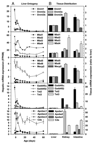 Figure 1. Hepatic ontogeny (A) and tissue distribution (B) of mRNAs of genes involved in DNA methylation and demethylation in male C57BL/6 mice. (A) Liver from C57BL/6 mice of ages from Day 2 to Day 60. n = 3, mean ± SE. Y-axis represents mRNAs expressed as fragments per kilobase of exon per million reads mapped (FPKM). (B) Liver, kidney, and small intestine from C57BL/6 mice of 60 d old. n = 2, mean ± SE. Y-axis represents relative mRNA expression with values of liver set as 1.0.