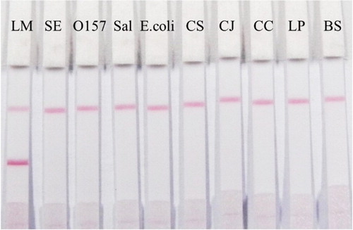 Figure 5. Cross-reactivity of the gold nanoparticle-based paper sensor with S. aureus, E. coli O157:H7, S. typhimurium, E. coli, C. sakazakii, C. jejuni, C. coli, L. plantarum and B. subtilis. The tested concentration was all at 2 × 108 CFU/mL.
