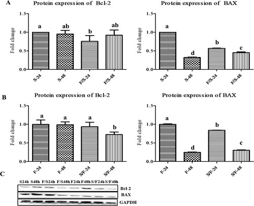 Figure 6. The expression of the apoptosis-related proteins (Bcl-2 and BAX) in the mono- and co-culture porcine fibroblast and satellite cells (n = 3). (a) Jeju black pig satellite cells. Here, S-24: monoculture satellite cells 24 h incubation; S-48: monoculture satellite cells 48 h incubation; F/S-24: co-culture satellite cells 24 h incubation; and F/S-48: co-culture satellite cells 48 h incubation. (b) Jeju black pig fibroblast. Here, F-24: monoculture fibroblast cells 24 h incubation; F-48: monoculture fibroblast cells 48 h incubation; S/F-24: co-culture fibroblast cells 24 h incubation; and S/F-48: co-culture fibroblast cells 48 h incubation. (c) Western blot analysis results. a–dBcl-2 and BAX in the columns with different superscript letters differ significantly (p < 0.05) among the groups. Passage number of both cells was 5 in this experiment.