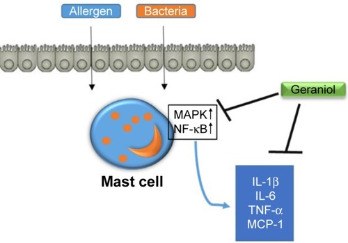 Figure 6 Proposed mechanism of geraniol-mediated anti-inflammatory effect in PMACI-stimulated HMC-1 cells.