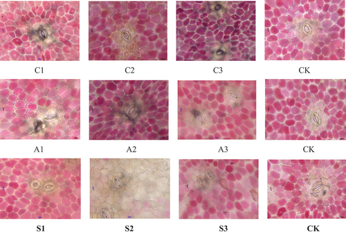 Figure 7. Stomatal structure under the biological microscope.