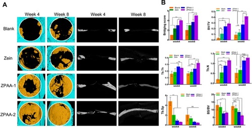 Figure 6 (A) Three-dimensional micro-computed tomography-reconstructed images at 4 and 8 weeks postoperatively. (B) Quantitative analysis of regenerated bone in terms of the bridging score, bone volume fraction (BV/TV), trabecular thickness (Tb.Th), trabecular number (Tb.N), trabecular separation (Tb.Sp), and bone surface/bone volume (BS/BV). ns > 0.5, *p < 0.05, **p < 0.01, ***P < 0.001.