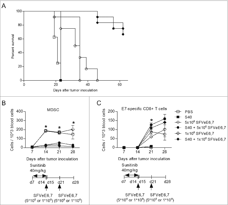 Figure 5. Combination of therapeutic immunization and sunitinib stably decreases circulating MDSC levels, enhances levels of E7-specific CD8+ T cells and abrogates tumor growth. Mice (n = 4–6/group) were s.c. inoculated with TC-1 tumor cells. On day 7 after tumor inoculation, sunitinib treatment was started, daily, i.p., for a period of 9 consecutive days. Mice where then immunized with SFVeE6,7 i.m., either on days 14 and 21 after tumor inoculation with a dosage of 5 × 106 particles, or in days 14, 21 and 28 with a dosage of 1 × 106 particles, respectively. (A) The percentage of tumor-free survival was determined at the end of experiments. At specific time intervals, blood was drawn and used to identify the levels of (B) MDSCs (CD11b+Gr1+) and (C) E7-specific CD8+ T cells (E7+CD8+) by immnostaining and fluorescence cytometry. Statistical differences between groups that received sunitinib treatment, alone or in combination with immunization, and groups that received only SFVeE6,7 immunization or PBS are shown. Depicted here are averages and SD for each experimental group (*p < 0.05).