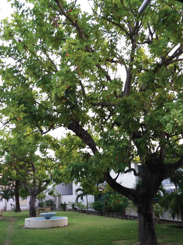 Figure 1. Ackee tree, University of the West Indies, Kingston, Jamaica
