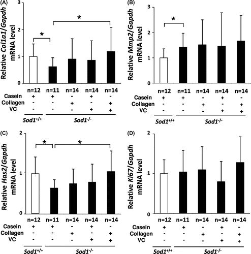 Fig. 3. Treatment with CP and the VC Derivative partially corrected the transcriptional profiles of skin-related genes in the skin tissues of the hairless Sod1−/− mice.Notes: The relative mRNA expression levels of (A) Col1a1, (B) Mmp2, (C) Has2 and (D) Ki67 were determined using qRT-PCR. The data indicate the mean ± SD; *p < 0.05.