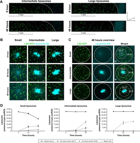 Figure 3 Diffusion of different sized liposomes in the 3D model: small (~75 nm), intermediate (~100 nm), and large (~180 nm).Notes: (A) 3D confocal images showing 3D cocultures containing L363-GFP (green) and MSC/EPCs (unstained). DiD labeled intermediate or large liposomes (cyan) were added to the medium for 48 hours. The scale bars represent 1 mm. (B) Confocal images showing 3D cocultures into which DiD labeled liposomes (small, intermediate, or large) were inserted (cyan). The liposomes were followed directly after insertion (0 hours), after 24 hours, and after 48 hours. The scale bars represent 500 µm. (C) Confocal images showing an overview of the entire 3D culture after 48 hours for all three liposome sizes. The scale bars represent 1,000 µm. (D) The presence of liposomes was quantified on all time points at the insertion site (I), the center of the 3D culture next to the insertion site (3D-C), the border of the 3D culture next to the medium (3D-B), and inside the medium (M). Data are presented as mean ± SD.Abbreviations: EPCs, endothelial progenitor cells; MSCs, mesenchymal stromal cells.