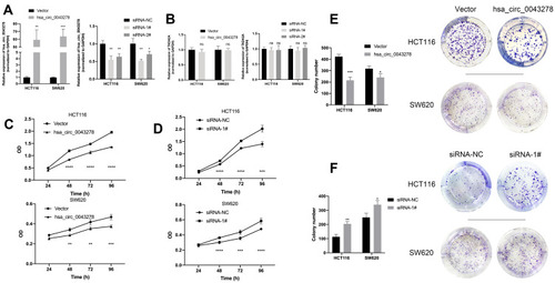 Figure 4 Hsa_circ_0043278 inhibits colorectal cancer cell proliferation.