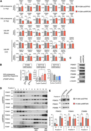 FIG 2 NRF3 overexpression induces POMP gene expression and 20S proteasome assembly. (A and B) Impact of NRF3 overexpression or knockdown on mRNA levels of 33 proteasome subunits (A) or a 20S proteasome assembly chaperone, POMP (B). The indicated mRNA levels in the H1299-NRF3(OE), HCT16-NRF3(OE), or HCT116-NRF3(KD) cell line were assessed by RT-qPCR. *, P < 0.05; †, P < 0.01; ‡, P < 0.005; n.s., not significant (n = 3; means + SD) (determined by t tests). (C) Impact of NRF3 overexpression on protein levels of proteasome subunits or a 20S proteasome assembly chaperone. The indicated proteins in H1299-oeNRF3#2 or -oeGFP#2 cells were detected by immunoblotting. (D and E) Impact of NRF3 overexpression on proteasome assembly. Fractions of H1299-oeNRF3#2 or -oeGFP#2 cells in Fig. 1D were immunoblotted for the indicated proteins in distinct SDS-PAGE gels (D) or in a single SDS-PAGE gel (E). In panel E, the expression values of the indicated proteins in H1299-oeNRF3#2 or -oeGFP#2 cells were assessed by immunoblotting and are presented in bar graphs. *, P < 0.05; †, P < 0.01; n.s., not significant (n = 3; means + SD) (determined by t tests).