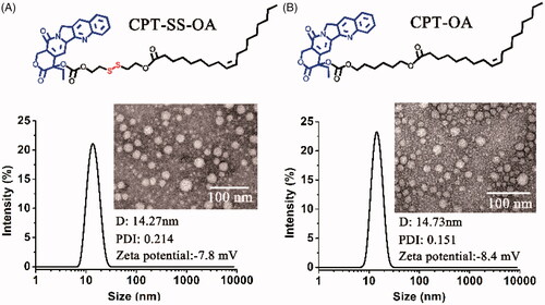 Figure 2. Size distribution, zeta potential and TEM image of CPT-SS-OA/CM (A) and CPT-OA/CM (B).