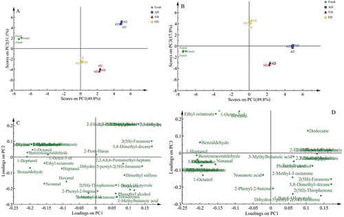 Figure 2. Score plot of PC1 vs. PC2 (a) and PC1 vs. PC3 (b), loading plot of PC1 vs. PC2 (c) and PC1 vs. PC3 (d) for fresh and three drying samples of T. indicum.Note: AD, hot air drying; VD, vacuum drying; FD, vacuum-freeze drying.Figura 2. Diagrama de puntos de PC1 vs. PC2 (A) y PC1 vs. PC3 (B), diagrama de carga de PC1 vs. PC2 (C) y PC1 vs. PC3 (D) para muestras de T. indicum fresca y deshidratada por tres métodos.Nota: AD, secado al aire caliente; VD, secado al vacío; FD, liofilizado al vacío.