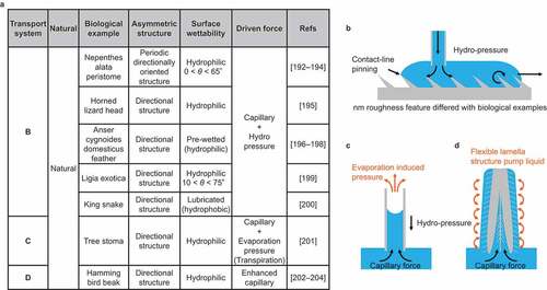 Figure 11. Natural directional continuous liquid transport.