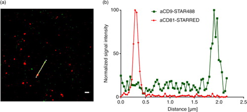 Fig. 6.  STED analysis of EVs bound to an anti-CD63-coated glass slides. (a) A mixture of NK cell EVs and platelet EVs stained with anti-CD9-STAR488 and anti-CD81-STAR RED and (b) the corresponding intensity profile. Scale bar represents 500 nm.