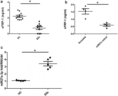 Figure 1. Serum sFRP1 is reduced in SSc. (a) Serum levels of sFRP1 were measured by ELISA (RayBiotech) in diffuse SSc patients or healthy controls (n = 10). *Significantly different from HC; Mann-Whitney U test. 1B). Healthy dermal fibroblasts were cultured in vitro and transfected with 75 nM of microRNA27a-3p or matched scramble for 48 h after which the supernatant was collected and sFRP-1 measured by specific ELISA (*significant difference P = 0.028 Mann-Whitney U test n = 4). 1 C). SSc and healthy control fibroblasts were measured for microRNA27a-3p by Taqman PCR and normalized to RNU44 and data shown as fold change over healthy control (*significant difference P = 0.011; Mann-Whitney U test; n = 5) Data is the mean and SD