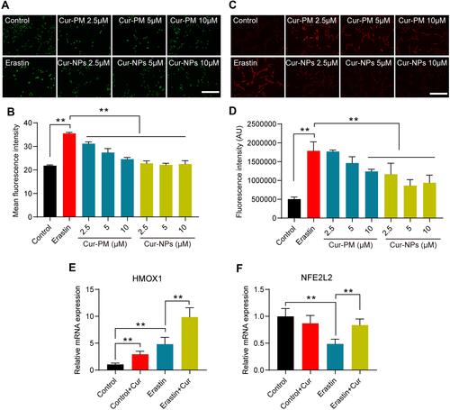 Figure 9 (A) Images of DCF staining in response to the indicated treatments. (B) Statistical analysis of DCF fluorescence intensity in response to the indicated treatments. (C) Images of DHE staining in response to the indicated treatments. (D) Statistical analysis of DHE fluorescence intensity in response to the indicated treatments. (E, F) The relative mRNA expression of HMOX1 and NFE2L2 in cells subjected to the indicated treatments. **Indicates P < 0.01.