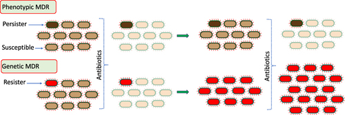 Figure 1 Diagrammatic representation of phenotypic and genetic MDR. There exists a genetic identity between phenotypic MDR bacterial cell and its siblings, but the metabolic state of this cell is conductive to survive the first exposure of a specific antibiotic (dark grey cell). However, this bacterium makes its new progeny so that the second exposure of a given antibiotic kills the same proportion of bacteria as before. In genetic MDR, a mutated bacterium (red cell) has the potential to resist antibiotic concentration to survive, and the division of these bacteria continues. Under the exposure of specific antibiotics, majority of the susceptible bacteria (light grey cells) die. The proliferation of resistant bacteria continues and the new progeny keep on having the induced mutation, even in absence of a specific antibiotic. A second exposure of the same antibiotic does not affect the bacterial survival, which continue to grow.