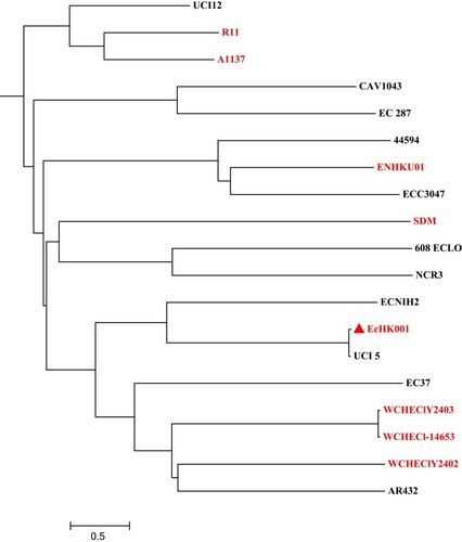 Figure 2 Phylogenetic tree of E. hormaechei strain EcHK001 with other 19 available E. cloacae complex genomes from GenBank. Strain EcHK001 is marked with a solid triangle. Isolates from China are indicated with red shading.