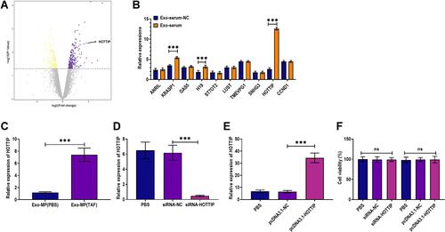Figure 5 LncRNA HOTTIP was significantly upregulated in exosomes derived from the serum of CHB patients. (A) Volcano plotting of RNAseq analysis in exosomes derived from the serum of CHB patients at 48 weeks after receiving daily TAF treatment (25 mg) (Exo-serum). Exosomes derived from the serum of CHB patients before treating with TAF treatment were used as the negative control (Exo-serum-NC). (B) Applying quantitative RT-PCR analysis for verifying expressions of the top 10 upregulated lncRNAs obtained from RNAseq analysis. (C) The level of lncRNA HOTTIP in Exo-serum and Exo-serum-NC. (D) The level of lncRNA HOTTIP in HepAD38 cells treated with PBS, siRNA negative control (siRNA-NC), and siRNA against lncRNA HOTTIP (siRNA-HOTTIP). (E) The level of lncRNA HOTTIP in HepAD38 cells treated with PBS, pcDNA3.1 vector negative control (pcDNA3.1-NC), and pcDNA3.1 vector carrying lncRNA HOTTIP (pcDNA3.1-HOTTIP). (F) Cell viability of HepAD38 cells treated with siRNA negative control (siRNA-NC), pcDNA3.1 vector carrying lncRNA HOTTIP (pcDNA3.1-HOTTIP), pcDNA3.1 vector negative control (pcDNA3.1-NC), and PBS. ***p < 0.001.