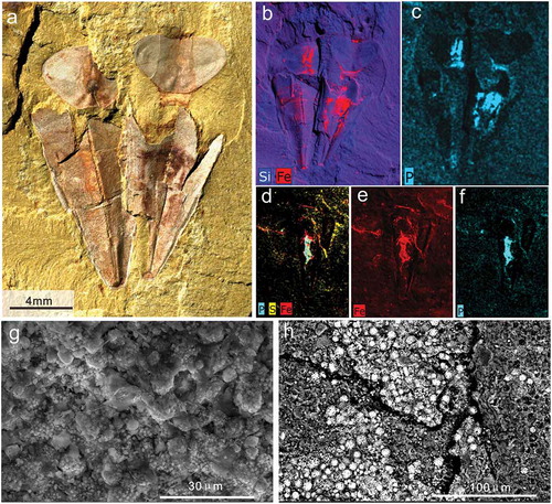 Figure 7. Taphonomic details of Triplicatella opimus from the Chengjiang. a, two conjoined individuals with reddish-brown tinges, specimen no. ELI H-176B. b-c, The elemental maps of Si, Fe, P about the specimen in a, Overview of the high iron and phosphorus concentration on the soft tissues of Triplicatella opimus. d-f, The elemental maps of S, Fe, P of the specimen at Figure 5 c, showing the high iron and phosphorus concentration on the gut of T. opimus, specimen no. ELI H-140. g-h, Scanning electron micrograph (SEM) images of the soft tissues in Triplicatella opimus preserved with pyrite framboids