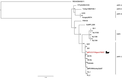 Figure 3. Phylogenetic tree based on partial F gene nucleotide sequences (from nucleotide 3319 to 4650 in the genome) of aMPV/C/IT/Wigeon/758/07 strain detected in the study (marked by duck symbol), aMPV and hMPV reference strains obtained from NCBI GenBank database. Only bootstrap values ≥ 70 are shown. The partial F sequence of the human respiratory syncytial virus strain RSVA/GN/435/11 (accession number JX627336.1) was included and used as an outgroup. Sequence data are reported in Table S3 (Supplemental Material).