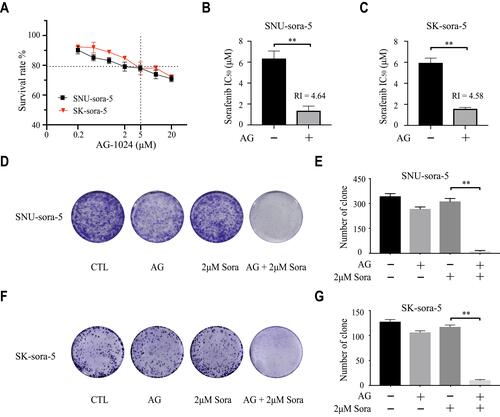 Figure 2 Sub-toxic AG-1024 and sorafenib exerts synergistic anti-cancer effects in acquired sorafenib-resistant HCC cells. (A) SNU-sora-5 and SK-sora-5 were incubated with increasing doses of AG-1024 alone for 72h. (B and C) SNU-sora-5 and SK-sora-5 were exposed to a series of concentrations of sorafenib with or without 5μM AG-1024 for 72h. The IC50 values of sorafenib were determined and the RI of 5μM AG-1024 combined with 2μM sorafenib was also calculated compared with 2μM sorafenib. (D–G) Colony formation of SNU-sora-5 and Sk-sora-5 with various treatments and the number of clones were counted. Data are shown as mean ± SD. Student’s t-test was used for two-group comparisons. **P <0.01.