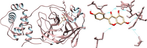 Figure 1. Genistein interactions with SARS-CoV-2 main protease, visualized in UCSF Chimera. Genistein formed six hydrogen bonds with amino acids: Cys44, Met49, Cys145, Glu166, Arg188 and Gln189.
