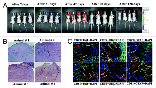 Figure 1. In vivo imaging of hUCBSC in nude mice brains. Control hUCBSC (0.5 × 106 cells) stained with Qtracker-Red were injected into the left side of the brain by intracranial implantation and their migration throughout the body of the mice was visualized by in vivo imaging weekly for 120 d using Xenogen IVIS-200 Optical In Vivo Imaging System. (B) hUCBSC-treated nude mice brain sections were stained with Hematoxylin and Eosin to check for tumor growth in nude mice brains. (C) hUCBSC-treated nude mice brain sections were labeled with CD29 and CD81 markers (specific for hUCBSC), Tuj1 (specific for neurons), Olig2 (specific for oligodendrocytes), and GFAP (specific for astrocytes). Co-localization of hUCBSC markers with Tuj1, Olig2 or GFAP indicates that these hUCBSC differentiated into neural cells in the brains of the nude mice. CD29 and CD81 were conjugated with Alexa Fluor 488 secondary antibodies, and Tuj1, Olig2 and GFAP were conjugated with Alexa Fluor 594 secondary antibodies. Bar = 100 µm; n ≥ 4.