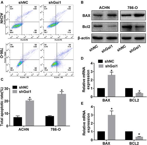 Figure 5 Gαi1 knockdown promoted cells apoptosis in vitro. (A and C) Flow cytometry was performed to assess the effects of Gαi1 knockdown on cell apoptosis of 786-O and ACHN cells. Western blot analysis of BAX and Bcl2 protein expression (B) in 786-O and ACHN cells with Gαi1 knockdown. Relative mRNA expression of BAX and Bcl2 was detected by qRT-PCR and normalized based on the shNC group in ACHN (D) and 786-O (E) cells. Results were presented as mean ± SD. *P<0.05.