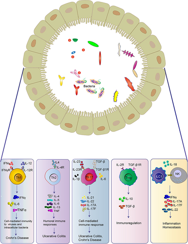 Figure 2 The crucial crosstalk between immune cells and epithelial cells in the gut.