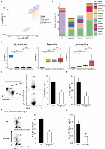 Figure 5. Ring1a deficiency altered the composition of intestinal bacteria decreased the production of lgA.