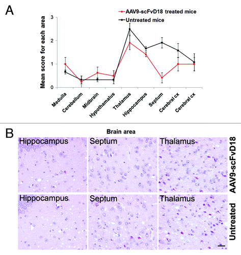 Figure 3. Neuropathological changes in scrapie infected mice at an early stage of disease (166 d.p.i). The lesion profiles (A) were determined on H&E stained sections, by scoring the vacuolar changes in nine standard brain regions. The septum, thalamus, hippocampus and adjacent cerebral cortex of AAV9-scFvD18 treated mice showed lower spongiform changes than that of untreated animals. The difference is most evident in the septum, hippocampus, and thalamus (H&E) (B). Scale bar = 2μm (all microphotographs are at the same magnification).